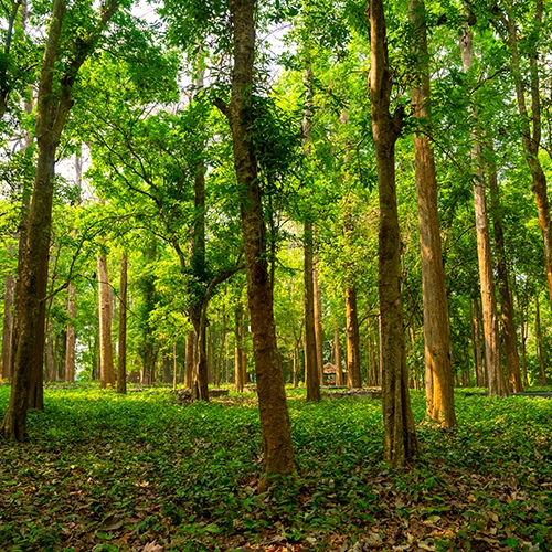 Conolly's Plot, Malappuram