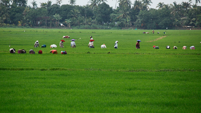 Image result for kuttanad