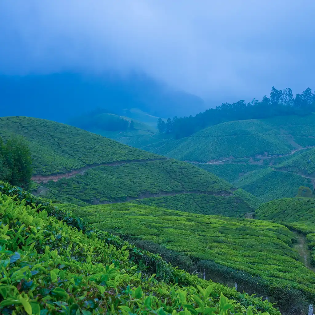 Munnar