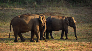 Reserva de Tigres de Periyar, Thekkady