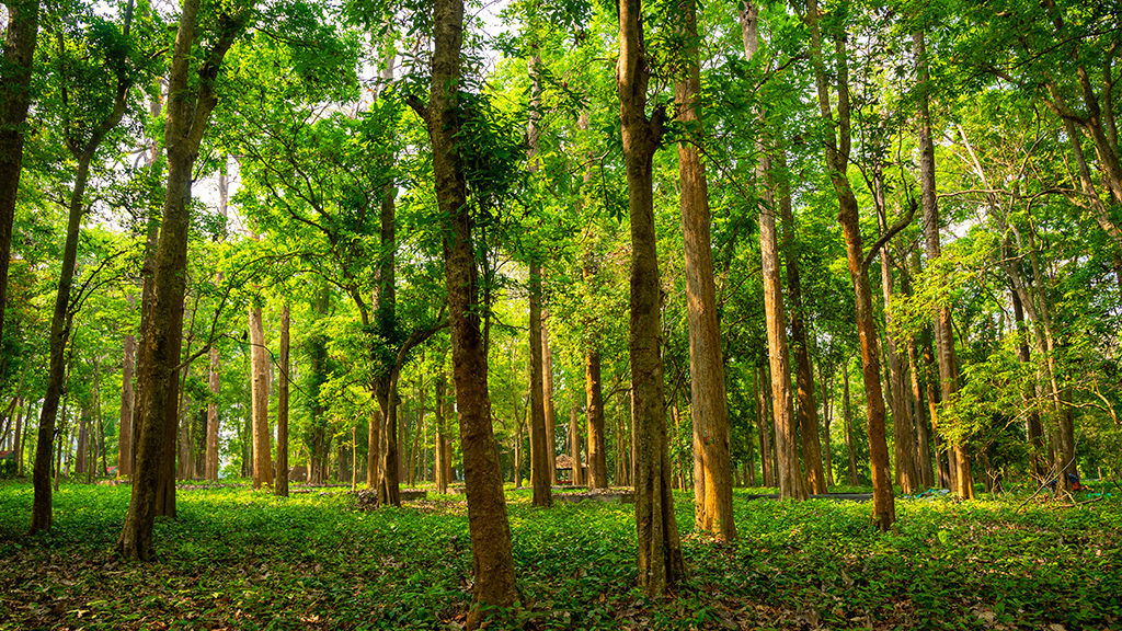 Conolly's Plot: India’s Oldest Teak Plantation in Nilambur, Kerala 