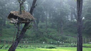 Casa en el árbol, bosque de Muthanga