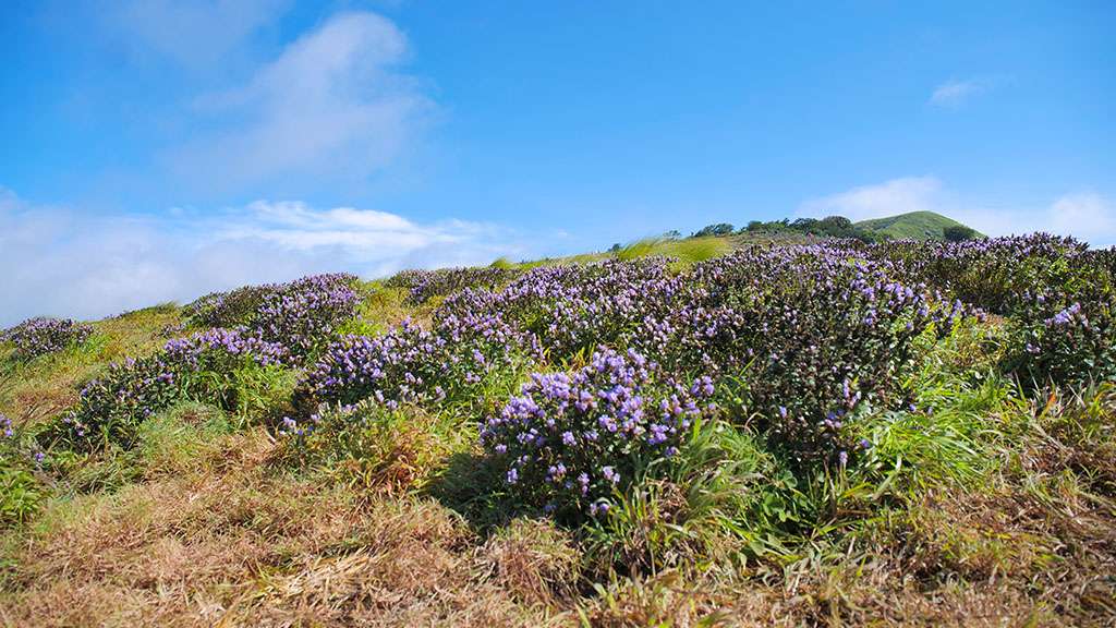 Blue-purplish hue covers Kallippara | Kerala Tourism