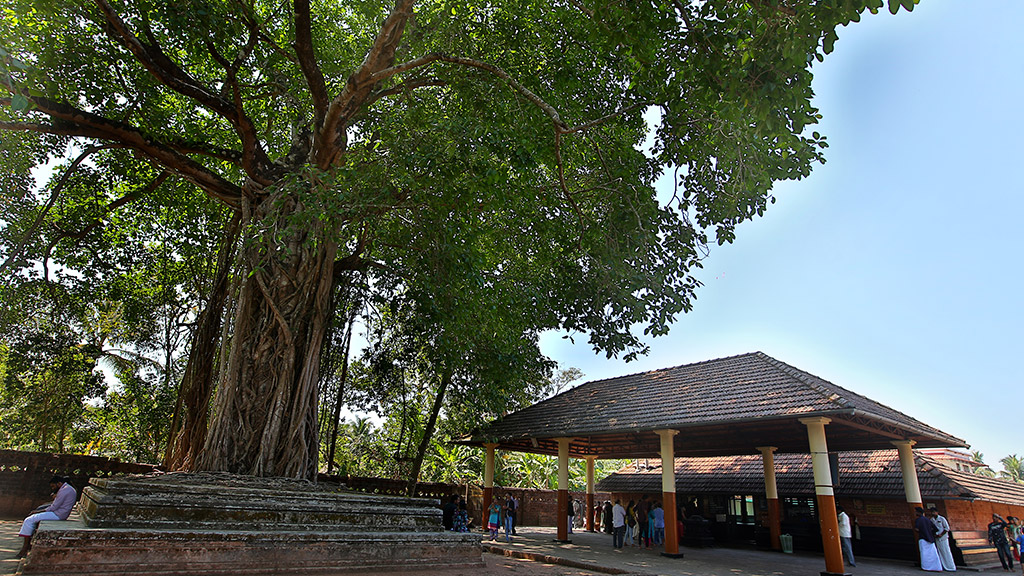 Banyan Tree, Peralassery Temple