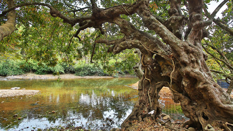 Aralam River