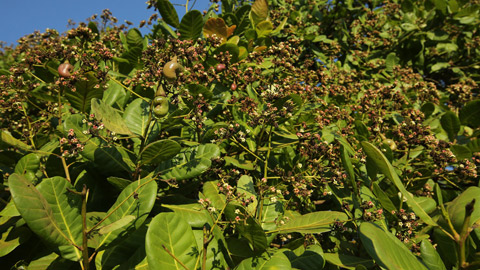 Cashew farming