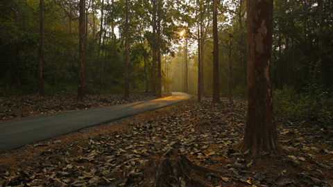 Kannavam forest at Chembukavu