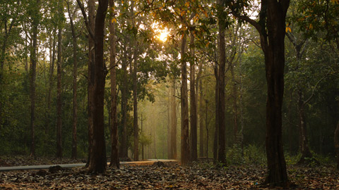 Kannavam Forest