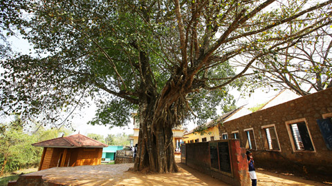 Panamaram Koly Tree