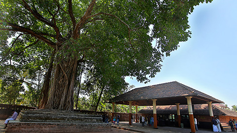 Banyan Tree, Peralassery Temple