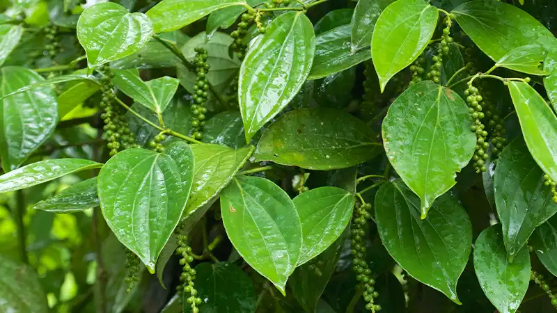 Pepper Cultivation