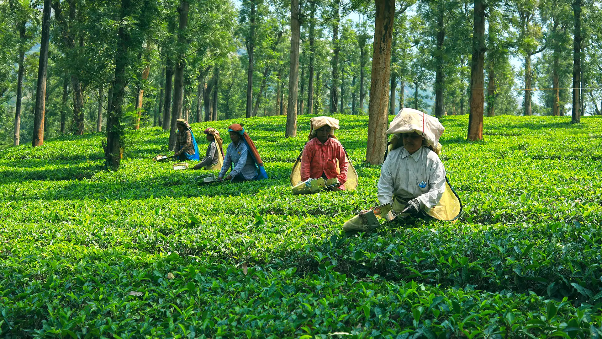 अंबालावायल, वायनाड