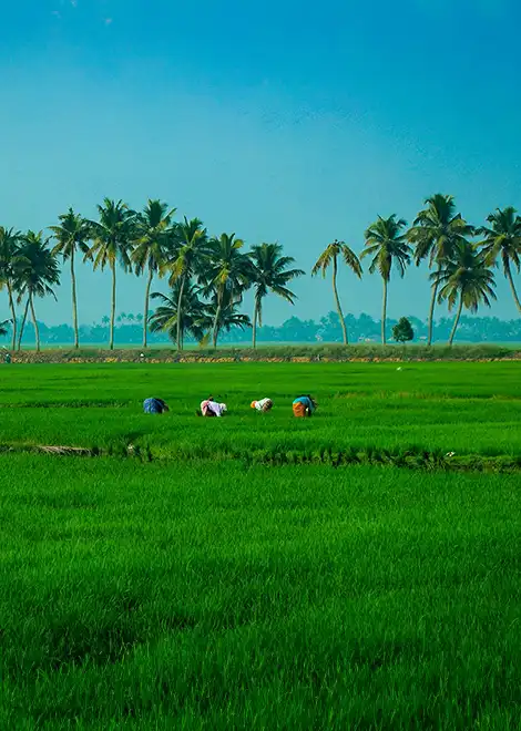 Réseau d’agrotourisme du Kerala