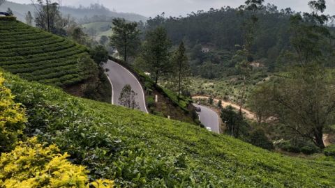 Munnar Tea Gardens.